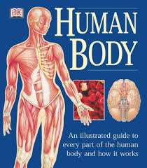 You need your muscles and your joints to move. Human Body An Illustrated Guide To Every Part Of The Human Body And How It Works Page Martyn 0635517079883 Amazon Com Books
