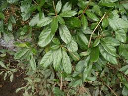 Image result for Synsepalum passargei