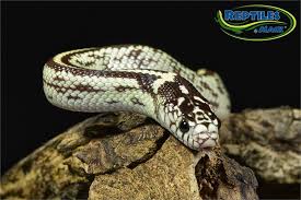 Captive bred king snakes (as opposed to wild caught) generally have great temperaments once they get used to you. King Snake Care Sheet Reptiles By Mack