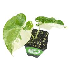 Image result for Eleocharis variegata