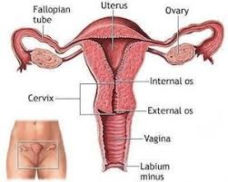I got pregnant with blocked fallopian tubes. 13 Natural Treatments For Blocked Fallopian Tubes Fertility Coach