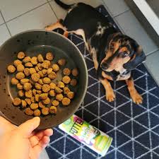 Es wird sowohl als entzündungshemmer eingesetzt, als auch zur schmerzausschaltung und zur lösung von krämpfen beim hund. Dein Welpe Hat Bauchschmerzen 7 Naturliche Hausmittel Die Deinem Junghund Helfen Tenetrio