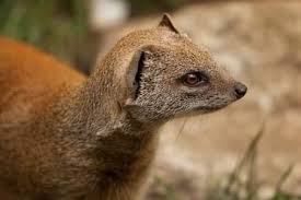 Mongoose in Hindu Religion Mongoose in... - Sant Wachan & Anmol Wachan |  Facebook