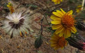 Image result for Nesaea linearis