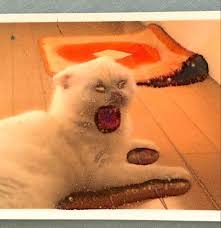 バケモノ爆誕 と反響 間違いによって生まれた猫の驚きの写真とは ねこのきもちweb magazine 動物 かわいい 動画 面白い猫の動画 面白い猫の写真