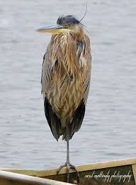 Water Birds Of Northern Indiana Carol Mattingly Photography Blue Heron Photography Big Bird