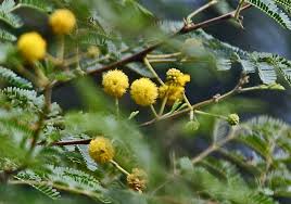 Image result for Acacia nilotica