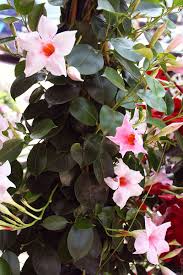 Kletterpflanze Rosa Bluhend Dipladenia Gartenpflanze Die Auch Im Kubel Auf Der Terrasse Oder Dem Balkon Gut Wach Sommerblumen Blumen Online Blumengeschaft