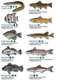 Fish Identification Maryland Fishing Regulations 2020 Eregulations Chesapeake Bay Fishing Fish Chart Marine Aquarium Fish