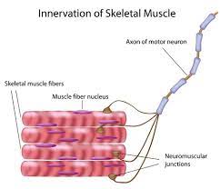 How does a muscle contract? 13 1 Muscle Contraction Biology Libretexts