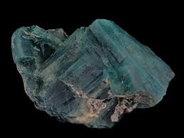 Image result for Grandidiera