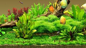 The number of results is limited to 20. Sabah Ornamental Fish Breeding Centre Home Facebook