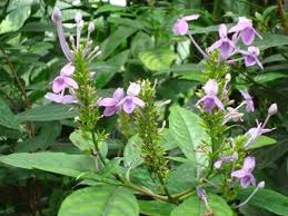 Image result for Pseuderanthemum ludovicianum