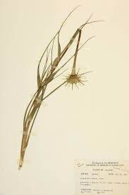 Image result for Cyperus dubius