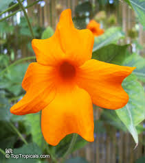 Image result for Thunbergia gregorii