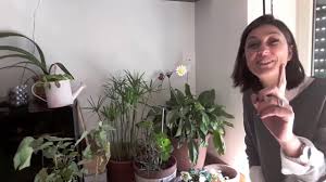 Le piante da fiore o da vaso si possono distinguere in annuali, che fioriscono una sola volta all'anno e dopo muoiono, da quelle invece che fioriscono più volte l'anno. Piante Da Appartamento Qualche Consiglio Su Come Tenerle Youtube