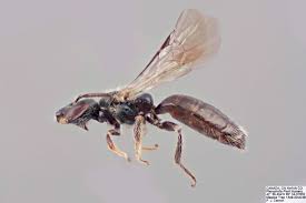 Image result for Isoglossa perdita