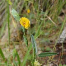 Image result for Zornia