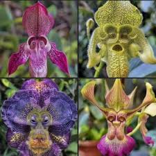 Solve Monkey orchids, Dracula Simia ...