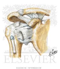 Dissection image of coracohumeral ligament of glenohumeral joint in green. Shoulder Ligaments Anterior View