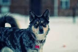 When the ranching of cattle started to move further west, ranchers the dalmation's dna is why queensland heelers are born white. The Blue Heeler Husky Mix Ausky Is It Right For You