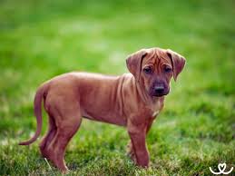 Image result for rhodéský ridgeback