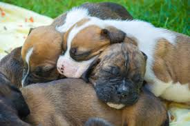 Below is a sample search of our boxer breeders with puppies for sale. Mini Boxers Everything You Could Want To Know Embora Pets