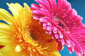 These beautiful pictures of pretty flowers are free stock photos and can be downloaded and commercially used because they are. Photo Flowers Gerbers Different Color Stock Image Colourbox