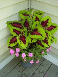 Dahulunya dikelompokkan di bawah genus coleus. Tanaman Hiasan Facebook