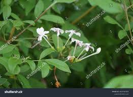 Image result for Volkameria