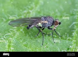 Image result for phytomyza gymnostoma