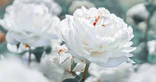 We did not find results for: What Are The Different Types Of Peony Flowers Gardener S Path