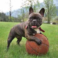Explore 75 listings for black brindle french bulldog puppies for sale at best prices. French Bulldog Puppies For Sale In Connecticut Ct Breeder