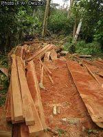 Image result for Petersianthus macrocarpus