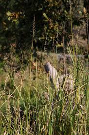 Image result for Echinochloa pyramidalis
