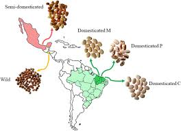 Image result for Phaseolus lunatus