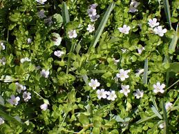 Image result for Bacopa