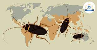 The greatest problem spots usually include the refrigerator, dishwasher, stove, toaster, microwave, and underneath the kitchen sink. Roaches What You Need To Know But Did Not Want To Ask