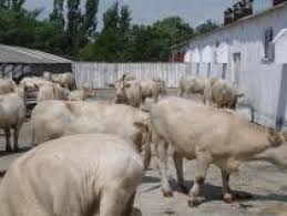 Romania Ferme Vaci Vitei Taurasi Moiseradu