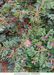 Image result for Tephrosia villosa