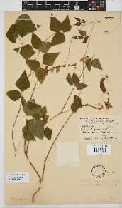 Image result for Droguetia ambigua