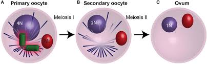 We did not find results for: Frontiers Atypical Centrioles During Sexual Reproduction Cell And Developmental Biology