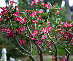 Monstera adalah spesies tanaman tropis merambat yang asli dari amerika tengah. Nama Nama Tanaman Hias Terpopuler Di Dunia Indonesia