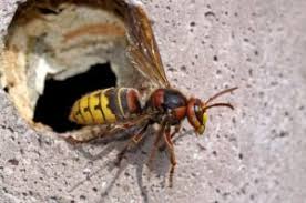 Ist der stich einer hornisse gefährlich oder nicht? Hornisse Im Zimmer So Vertreiben Sie Sie Aus Der Wohnung