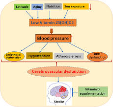 Cardiovascular disease taking vitamin d supplements does not reduce the risk of heart attack, stroke, or death from heart disease mood disorders vitamin d is an established therapy for seasonal depression, also called seasonal affective disorder, according to the national institute of mental health. Frontiers Vitamin D And Stroke Effects On Incidence Severity And Outcome And The Potential Benefits Of Supplementation Neurology