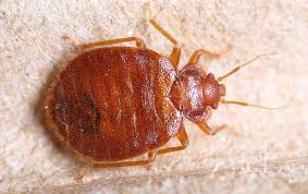 The name 'bed bug' is derived from the insect's preferred habitat, infesting houses and especially beds or other common areas where people may sleep. Delta One Pest Management Blog Pest Pressures In Dallas Fort Worth