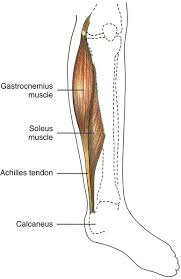 Immobile patients are either in a bed or a wheelchair at pretty much any given point in time. Mobility And Immobility Nurse Key