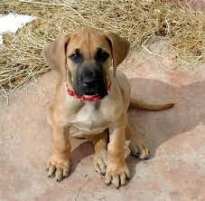 Great Dane Puppy One Day I Will Have One Great Dane Dogs Dane Puppies Dane Dog