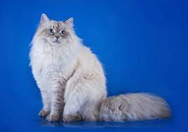 Сattery siberian and neva masquerade cats. The Neva Masquerade Siberian Cat Cats Gorgeous Cats