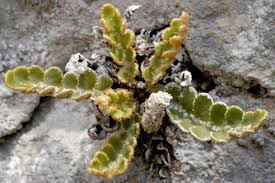 Image result for Asplenium reekmansii